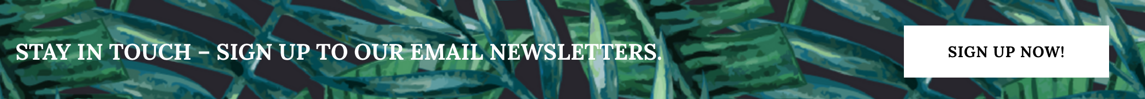 email marketing opt-in